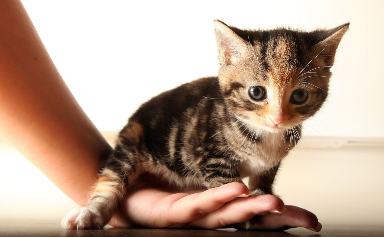 Cucciolo di gatto, gattino nella mano