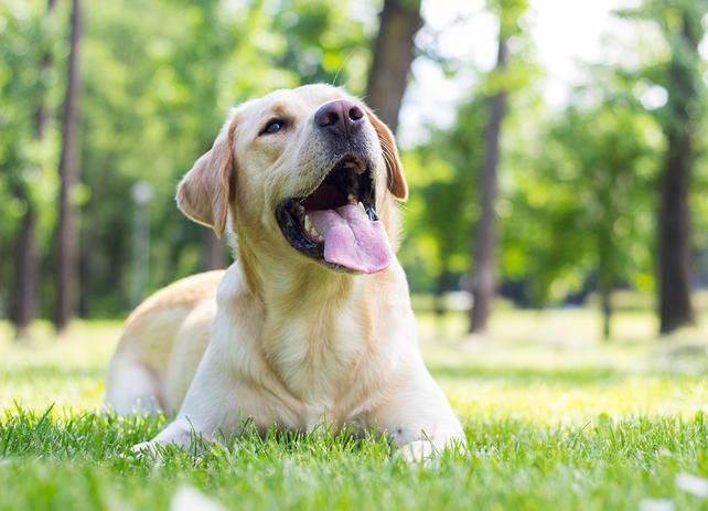 GOLDEN RETRIVER, VETERINARIA